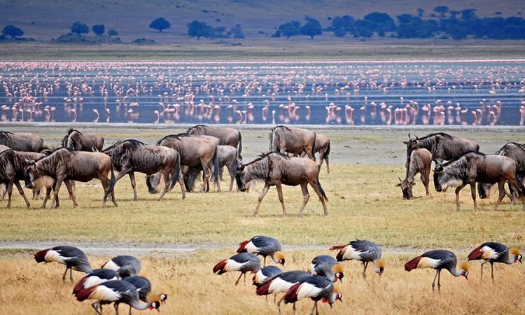4-Day Serengeti, Ngorongoro & Tarangire Safari