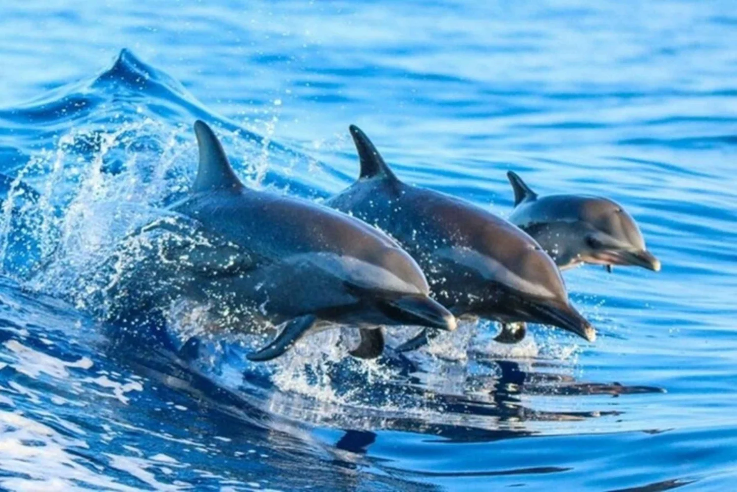 Kizimkazi Dolphin Watching & Swimming Tour