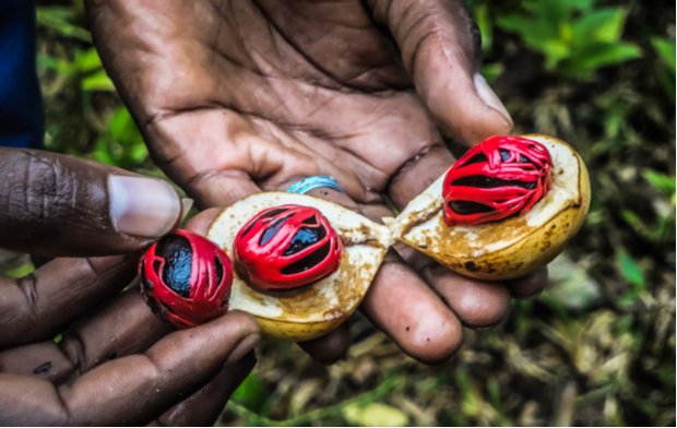 Zanzibar Spice Farm & Stone Town Tour
