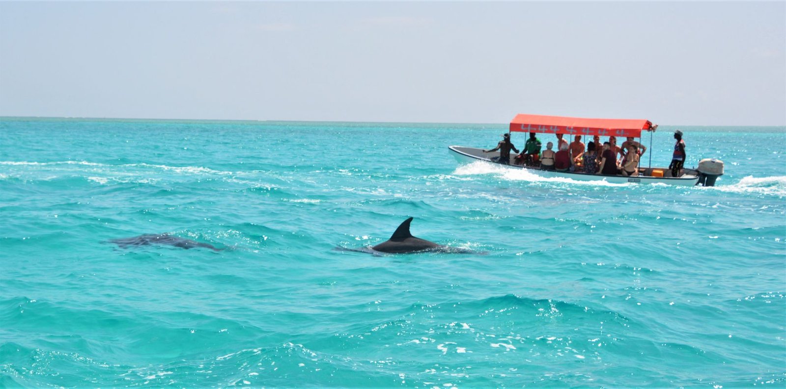 Half-Day Mnemba Island Snorkeling & Sandbank Adventure