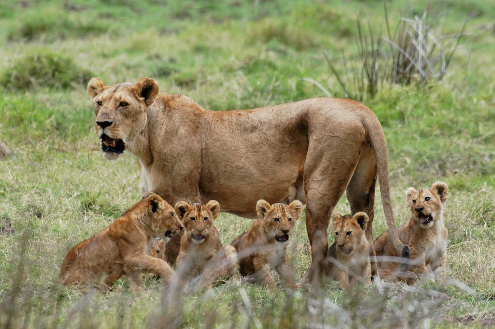 3-Day Tarangire, Ngorongoro & Waterfall Safari from Zanzibar