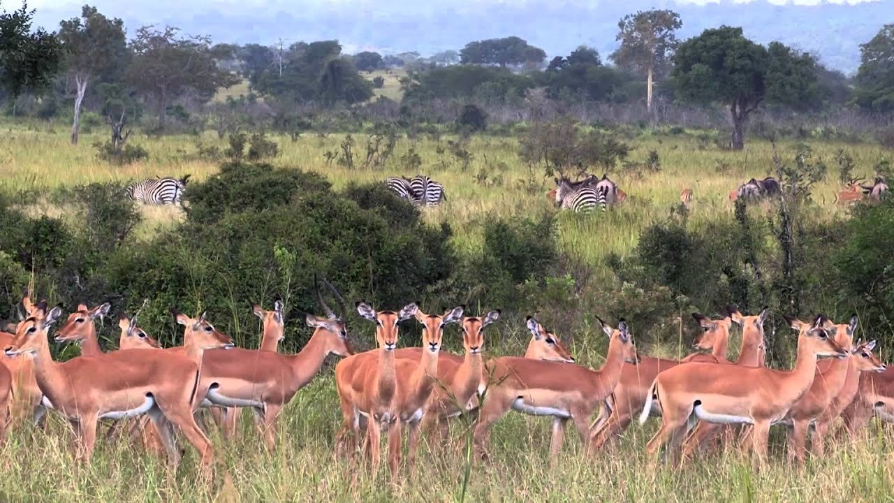 3-Day Tarangire, Ngorongoro & Waterfall Safari from Zanzibar gallery