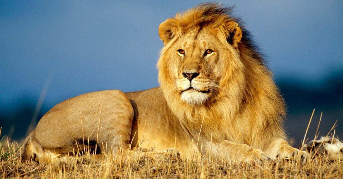 4-Day Serengeti, Ngorongoro & Tarangire Safari gallery