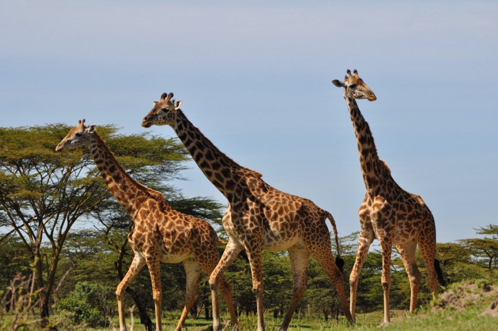 4-Day Serengeti, Ngorongoro & Tarangire Safari gallery