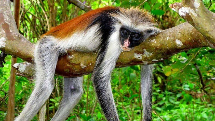 Jozani Forest & Spice Farm Experience gallery