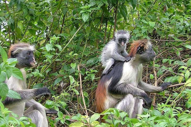 Jozani Forest & Spice Farm Experience gallery