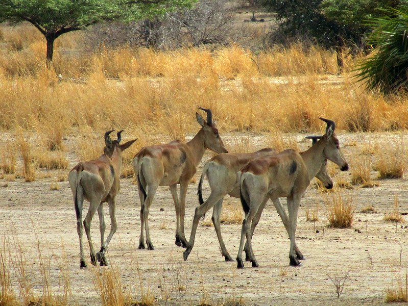 2-Day Selous Safari & Maasai Cultural Experience gallery