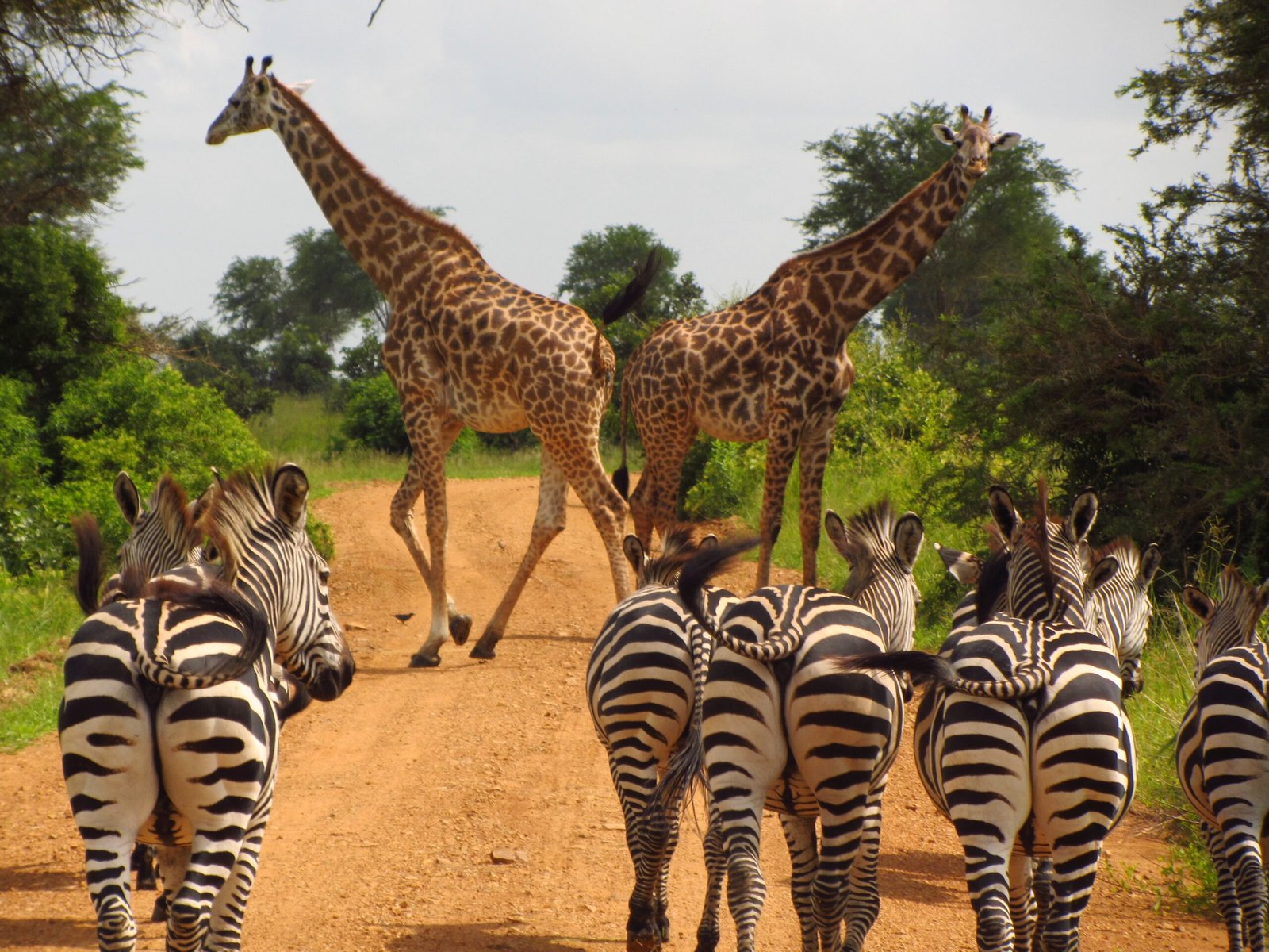 3-Day Tarangire, Ngorongoro & Waterfall Safari from Zanzibar gallery
