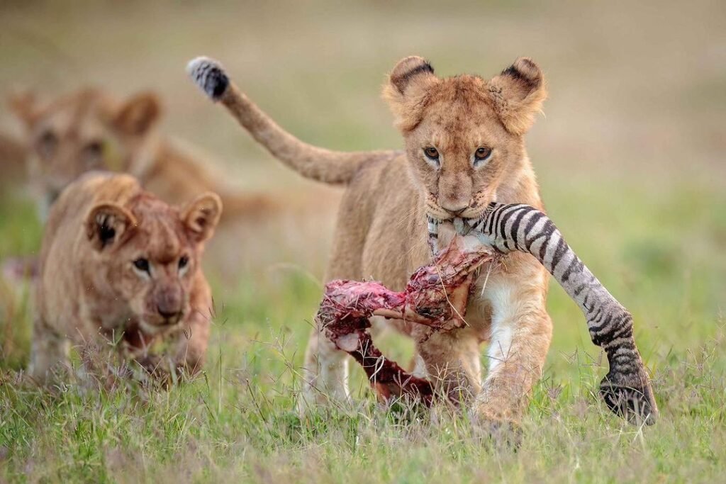 4-Day Serengeti, Ngorongoro & Tarangire Safari gallery