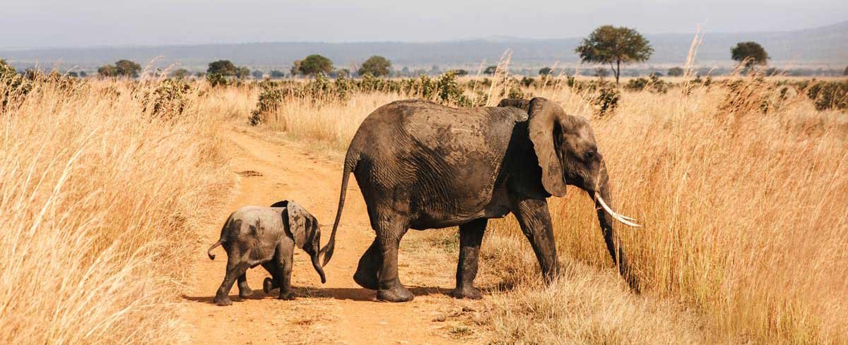 3-Day Tarangire, Ngorongoro & Waterfall Safari from Zanzibar gallery