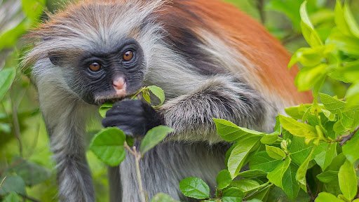 Jozani Forest & Spice Farm Experience gallery