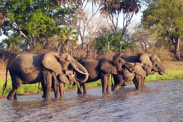 2-Day Selous Safari & Maasai Cultural Experience
